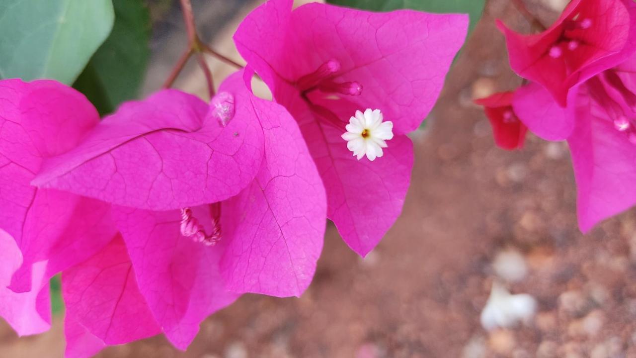 Kanthi Resorts Badami Bāgalkot Buitenkant foto