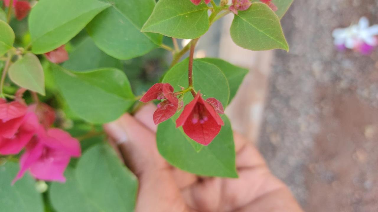 Kanthi Resorts Badami Bāgalkot Buitenkant foto